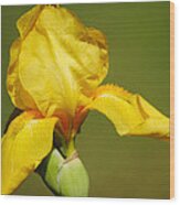 Golden Yellow Iris Wood Print