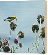 Goldfinch Eating Flowerseeds Wood Print