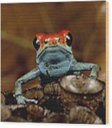Granular Poison Dart Frog Dendrobates Wood Print
