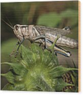 Grasshopper Wood Print