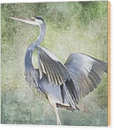 Great Blue Heron Wood Print