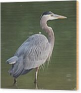 Great Blue Heron In Pond Wood Print