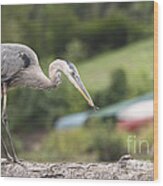 Great Blue Heron With Dragonfly In Mouth Wood Print