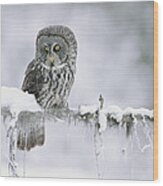 Great Gray Owl Perching On A Snow Wood Print