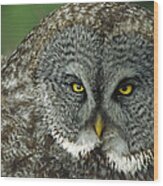 Great Gray Owl Strix Nebulosa Portrait Wood Print