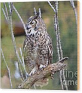 Great Horned Owl Iii Wood Print
