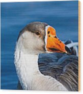 Greater White Frontal-goose Striking A Pose Wood Print