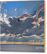 Greek Gulls With Sunbeams Wood Print