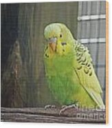 Green Budgie Bird Wood Print