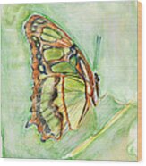 Green Butterfly Wood Print