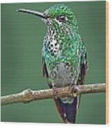 Green-crowned Brilliant Hummingbird Wood Print