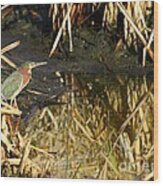 Green Heron Wood Print