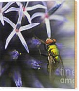 Green Metallic Fly On Globe Thistle Wood Print