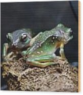 Green Tree Frogs Wood Print