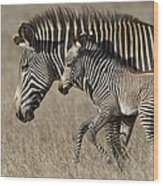 Grevys Zebra And Foal Lewa Wildlife Wood Print