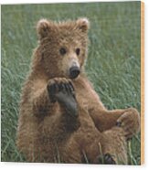 Grizzly Bear Cub Playing Katmai Wood Print