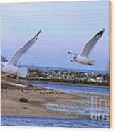 Gulls In Flight 2 Wood Print