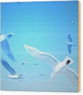 Gulls In Flight Wood Print
