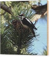 Hairy Woodpecker On Pine Cone Wood Print