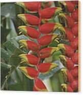 Hanging Heliconia Heliconia Rostrata Wood Print