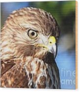 Hawk In Viera Florida Wood Print