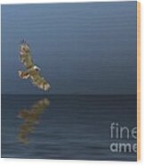 Hawk Soaring Over Water Wood Print