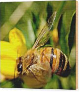 Honey Bee Wood Print