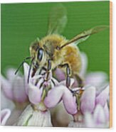 Honeybee Wood Print