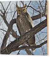Horned Owl In Tree Wood Print
