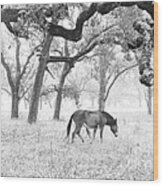 Horse In Foggy Field Of Oaks Wood Print