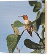 Hummingbird 11 Wood Print