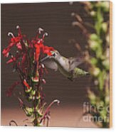 Hummingbird And Cardinal Flowers Wood Print