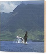 Humpback Whale Breaching Maui Wood Print
