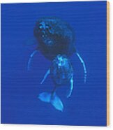 Humpback Whale Mother And Calf Off Maui Wood Print