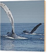 Humpback Whale Pectoral Slap Maui Wood Print