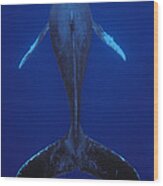 Humpback Whale Singing Kona Coast Hawaii Wood Print