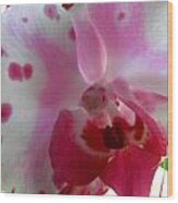 Hybrid Orchid Wood Print