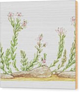 Illustration Of Sedum Anglicum (english Stonecrop), Wildflowers Wood Print