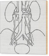 Illustration Of Urinary System Wood Print