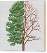 Illustration Showing Shape Of Deciduous Acer Griseum (paperbark Maple) Tree With Green Summer Foliage And Bare Red/orange Winter Branches Wood Print