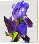 Iris On White Wood Print