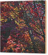 Jewel Leaves Of Japanese Maples. Wood Print