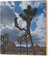 Joshua Tree Wood Print