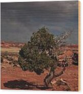 Juniper Canyonlands National Park Wood Print