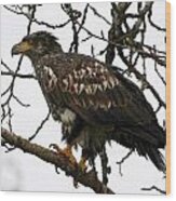 Juvenile Bald Eagle Wood Print