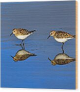 Juvenile White-rumped Sandpipers Wood Print