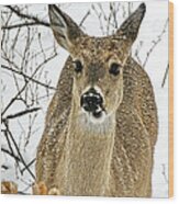Kansas White Tail Deer In Snow Wood Print
