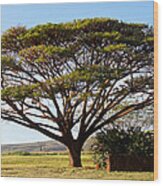 Kauai Tree Wood Print