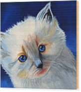 Kitten In Blue Wood Print