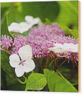 Lacecap Hydrangeas Wood Print